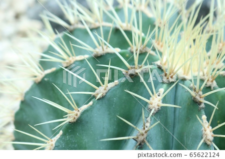Cactus Cactus 65622124