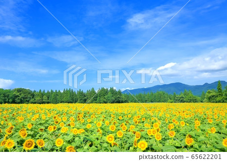 Sunflower field in Tsunan 65622201