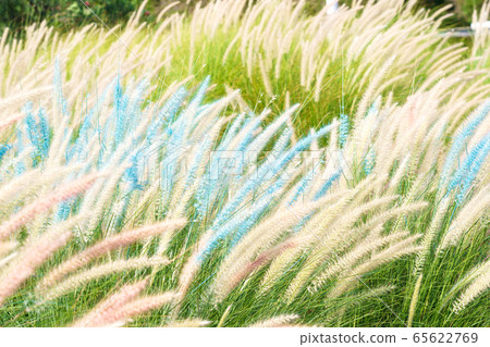 Imperata cylindrica Beauv grass in nature 65622769