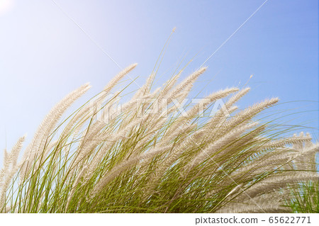 Fourtain grass in nature agent blue sky Fourtain grass in nature agent blue sky 65622771