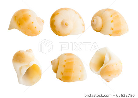 Close-up Marine sea shell isolated Close-up Marine sea shell isolated 65622786