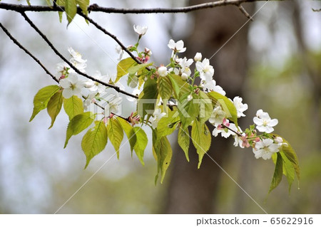 世界上唯一的一棵樹Miyamakasumizakura白花了 65622916