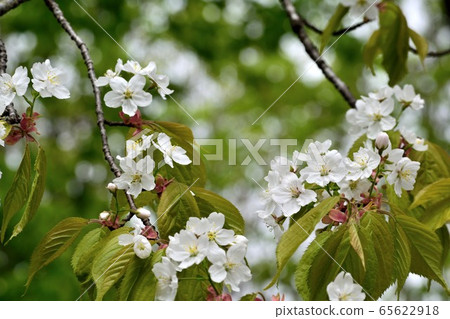 世界上唯一的一棵樹Miyamakasumizakura白花了 65622918