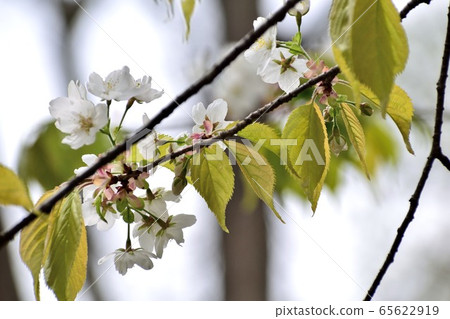 世界上唯一的一棵樹Miyamakasumizakura白花了 65622919