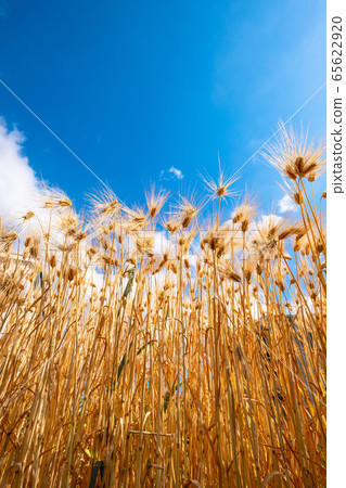 Barley autumn Six-row barley 65622920