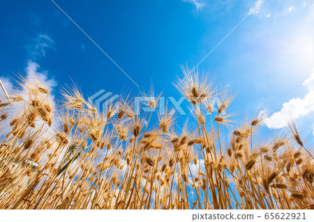 大麥秋季六排大麥 65622921