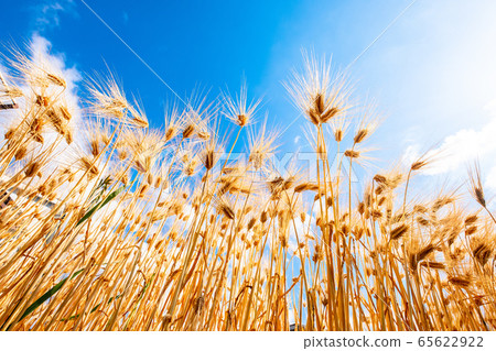 Barley autumn Six-row barley 65622922