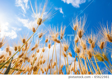 Barley autumn Six-row barley 65622981