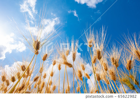 大麥秋季六排大麥 65622982