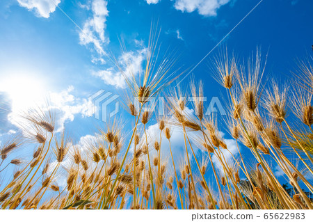 Barley autumn Six-row barley 65622983