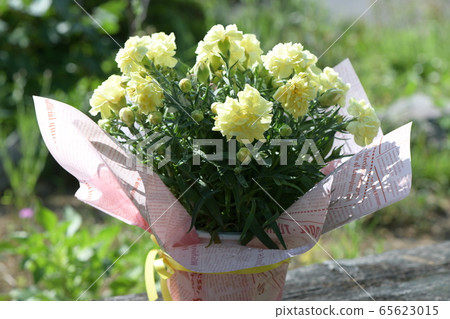 Carnation Carnation 65623015