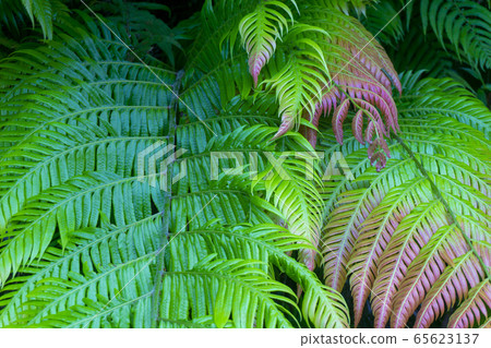 ami美森林植物 ami美森林植物 65623137