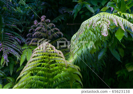 ami美森林植物 ami美森林植物 65623138