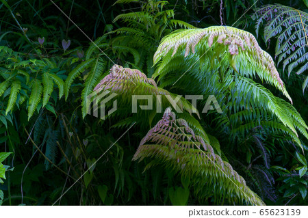 Amami Forest Plant Amami Forest Plant 65623139