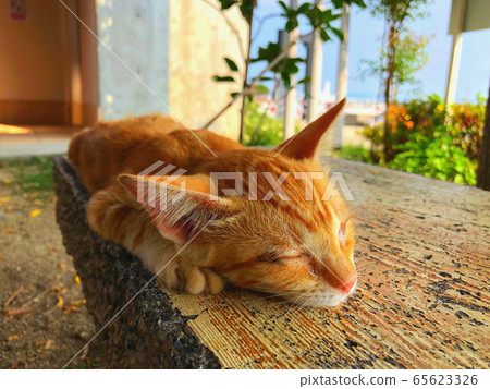 睡覺的貓 睡覺的貓 65623326
