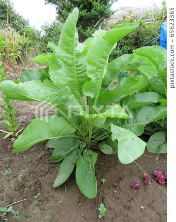 辣根(蔬菜) 辣根(蔬菜) 65623365