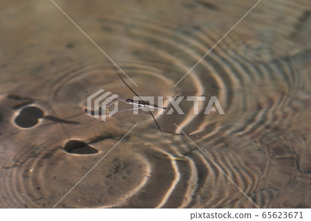 Affiliation 65623671