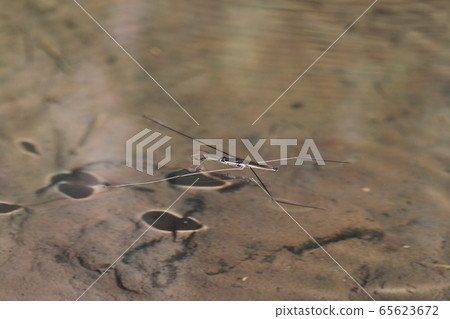 Affiliation 65623672