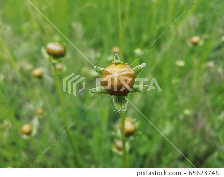 Bud of the golden kingdom Bud of the golden kingdom 65623748