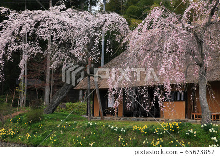 Cherry blossoms at Saikoji Temple 65623852