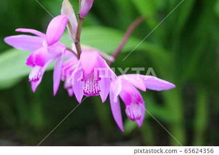 Silane begins to bloom 65624356