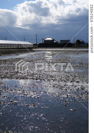雨後的冬晨稻田風光 雨後的冬晨稻田風光 65624882