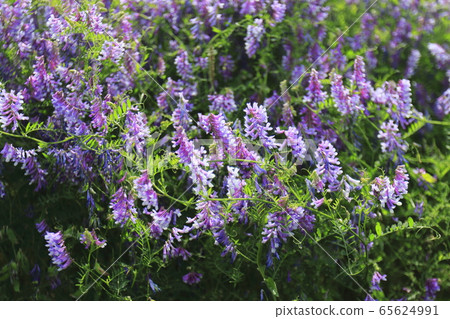Flower of Nayokusafuji 65624991