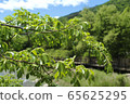 tree 65625295
