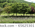 nature 65625301