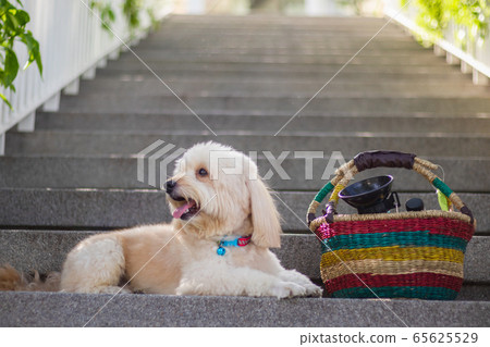 The dog sleeping on stairs, dog sleeping on Backdrop of stairs, relax pet, poodle terrier sleep looking, smile poodle dog, the dog picnics 65625529