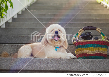 The dog sleeping on stairs, dog sleeping on Backdrop of stairs, relax pet, poodle terrier sleep looking, smile poodle dog, the dog picnics 65625533