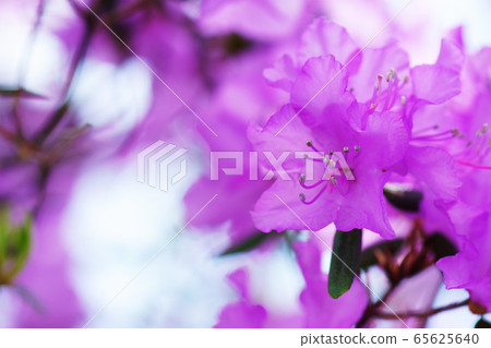 Ezomurasaki azalea Ezomurasaki azalea 65625640