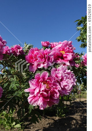 Peony button Peony button 65626019