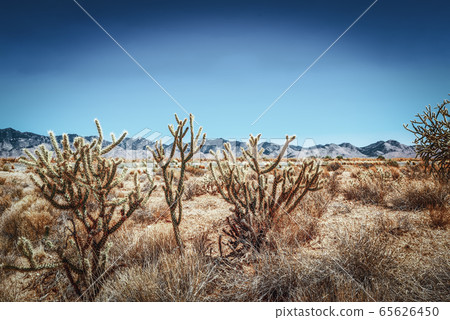 Wild cactus in natural habitat conditions. Wild cactus in natural habitat conditions. 65626450