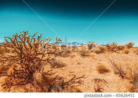 Wild cactus in natural habitat conditions. USA. Wild cactus in natural habitat conditions. USA. 65626451