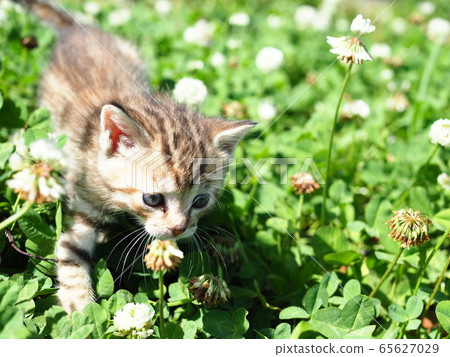 Kitten and clover Kitten and clover 65627029
