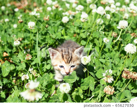 Kitten and clover Kitten and clover 65627030