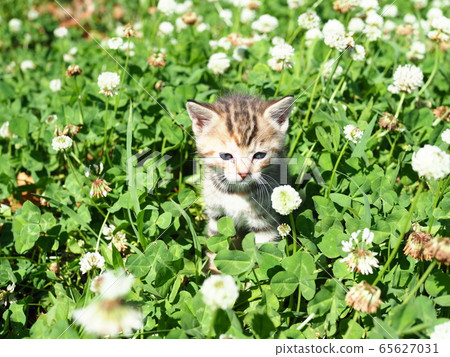 Kitten and clover Kitten and clover 65627031