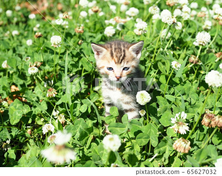 Kitten and clover Kitten and clover 65627032