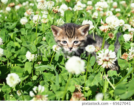 Kitten and clover Kitten and clover 65627041