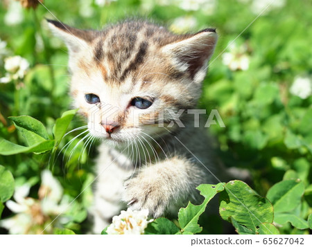 Kitten and clover Kitten and clover 65627042
