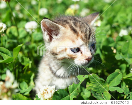 Kitten and clover Kitten and clover 65627043