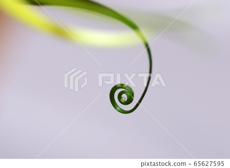 楓葉卷鬚 楓葉卷鬚 65627595