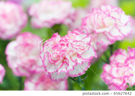 Carnation Carnation 65627642