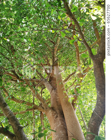 Landscape the big tree  65627700