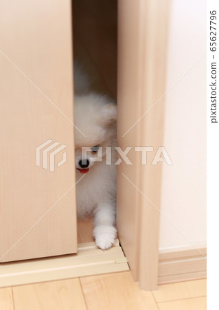 博美犬（狗狗狗生物動物家譜小狗兒童白白家譜西方狗紀律） 65627796