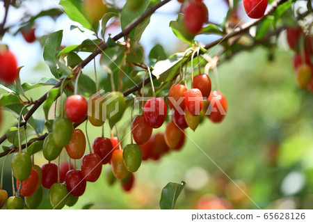 Fruit of a nursery 65628126