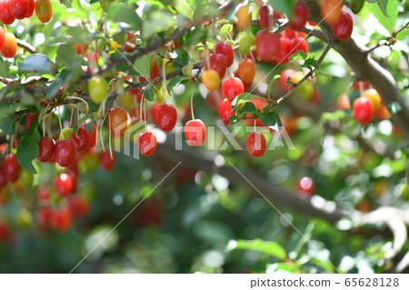 Fruit of a nursery Fruit of a nursery 65628128