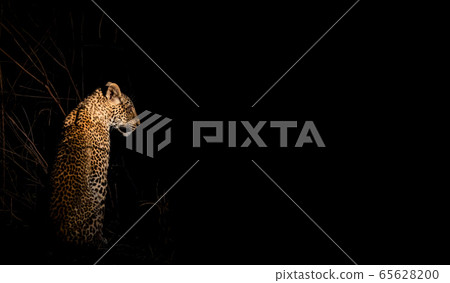 Leopard in the night wild looking to the darkness Leopard in the night wild looking to the darkness 65628200