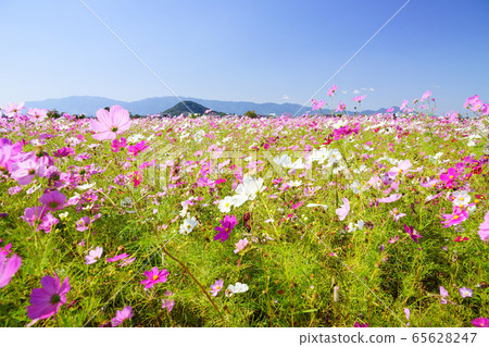 Fujiwarakyo's vast autumn cherry blossom field 4 65628247